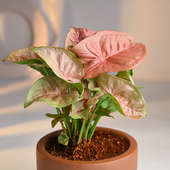 Send Pink Syngonium Plant Online