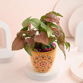 Pink Syngonium In Embroidery Design Pot