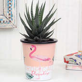 Pink Vase Haworthia Plant