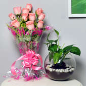 Pinky Money Luck Combo - Good Luck Plant Indoors in Gola Vase with Bunch of 10 Pink Roses