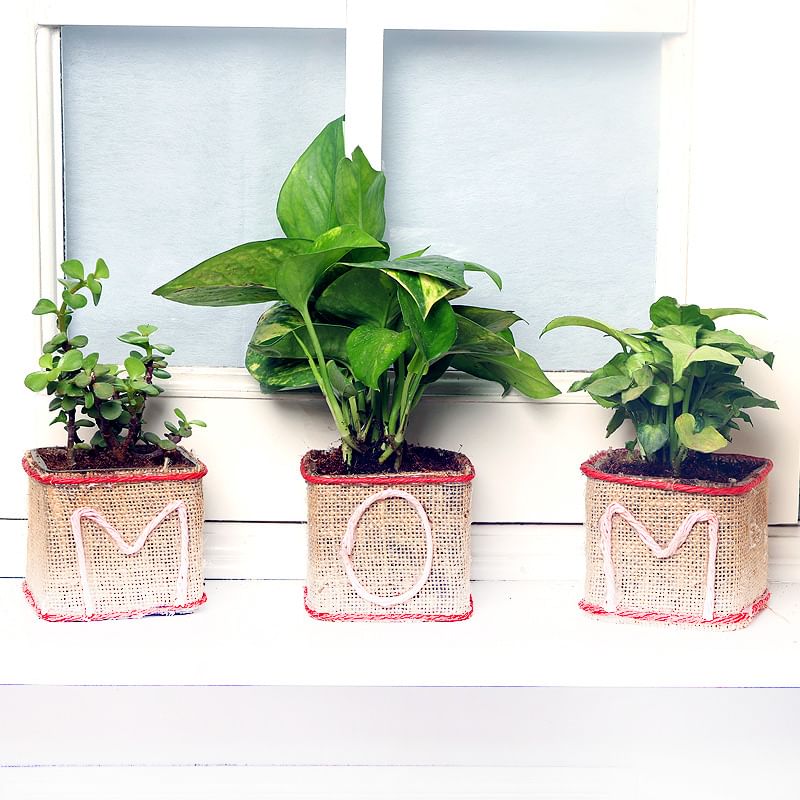 Good Luck Plant Combo for Mom - An Indoor Plant Gift