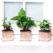 Good Luck Plant Combo for Mom - An Indoor Plant Gift