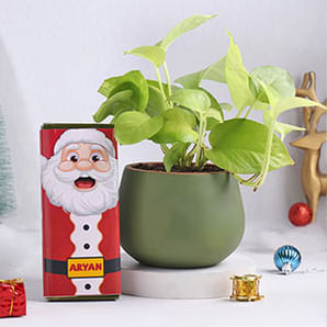 Send Christmas Plants Online