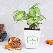Plant N Dry Fruits Combo