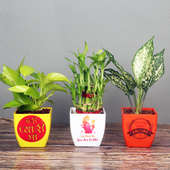 Foliage and Air Purifying Plants Combo for Mom