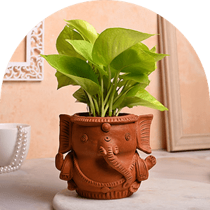 Karwa Chauth Plant Gift