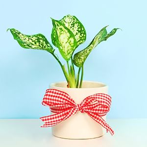 Plants for her