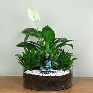 Anniversary Plants