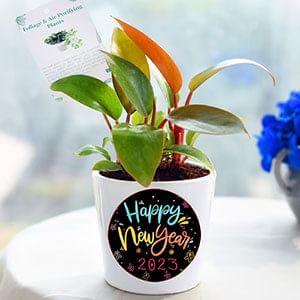 New Year Gifts Online  Happy New Year Gift Ideas For 2023  GiftaLove