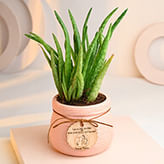 Plants