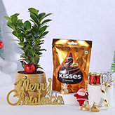 Christmas Plant Presents - Best Gift for Christmas