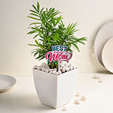 Mothers Day Plants Online