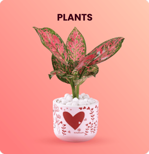 Valentine's Day Plants