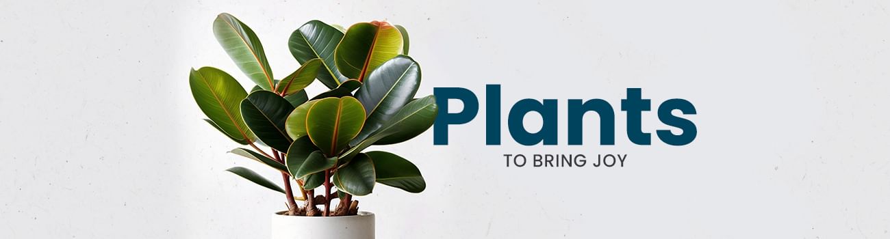 floweraura.com - Best Selling Plants