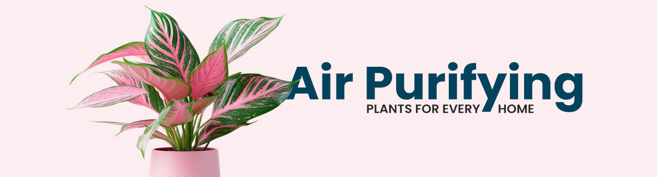 air purifying plants