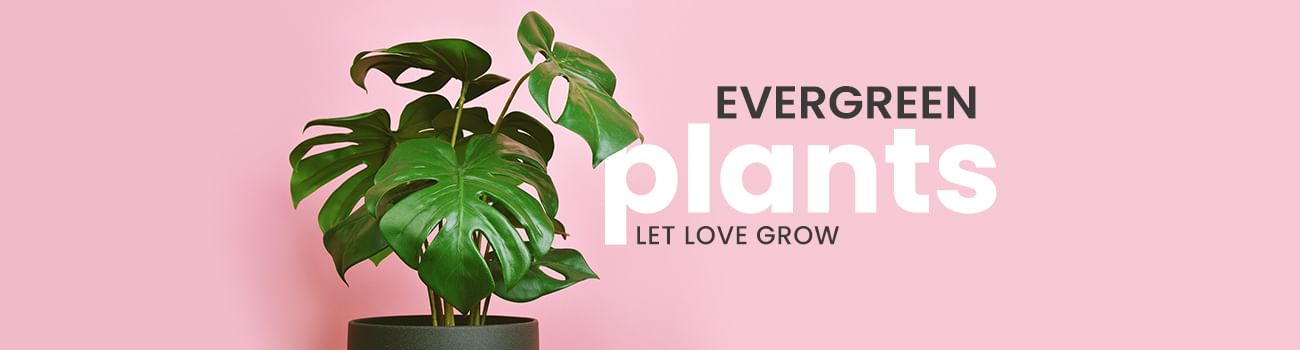 floweraura.com - Plants and More