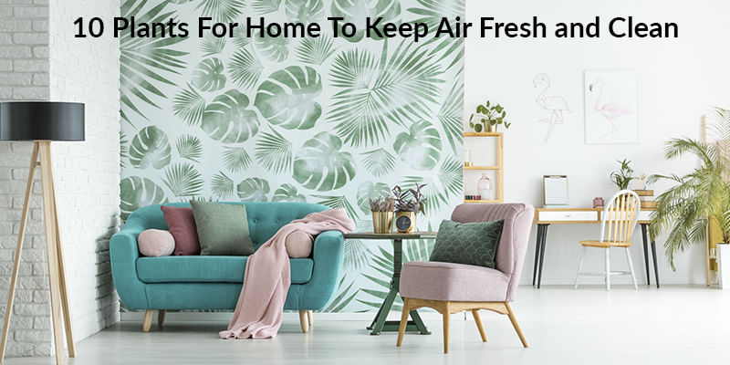 10 Plants for Home To Keep Air Fresh and Clean