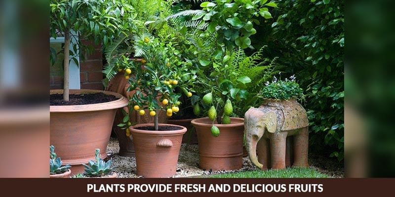 Plants Provide Fresh and Delicious Fruits