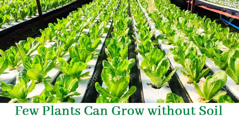 Do you Know Few Plants Can Grow without Soil?