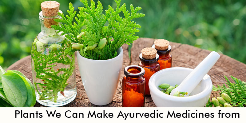 What are the Plants We Can Make Ayurvedic Medicines from