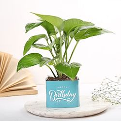 Plant with Cake for Birthday