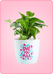 Plants
