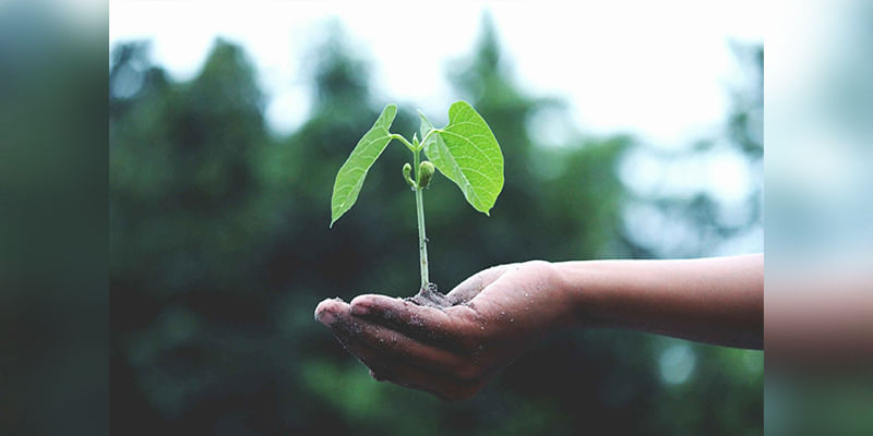 Healing Plants: How Greenery Improves Mental Well-Being