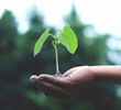 Healing Plants: How Greenery Improves Mental Well-Being