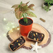 Christmas Plum Cakes N Butterfly Plant Combo