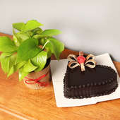 Money Plant with Heart Shaped Chocolate Cake Combo