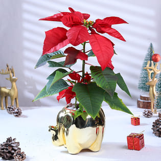 Poinsettia Plant In Golden Pot