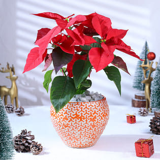 Poinsettia Plant In Orange Ceramic Pot