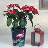 Poinsettia Plant N Light Holder - A Christmas Gift Combo