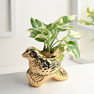 Buy Pothos Plant