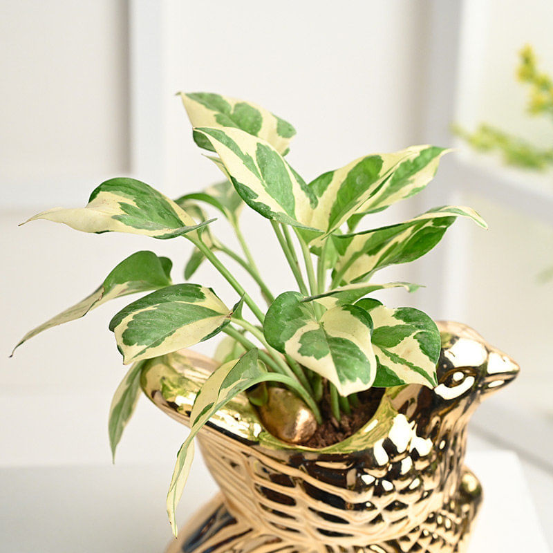 Buy Pothos Plant Online