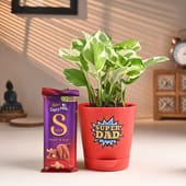 Pothos Plant N Chocolates For Dad