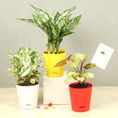 Pothos Syngonium Aglaonema Plants
