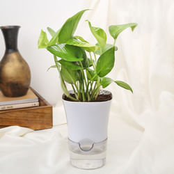 Potted Green Money Plant