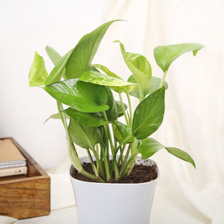 Potted Green Money Plant Online