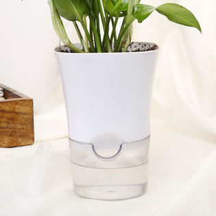 Buy Potted Green Money Plant Online