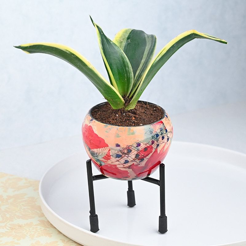 Potted Milt Sansevieria Plant