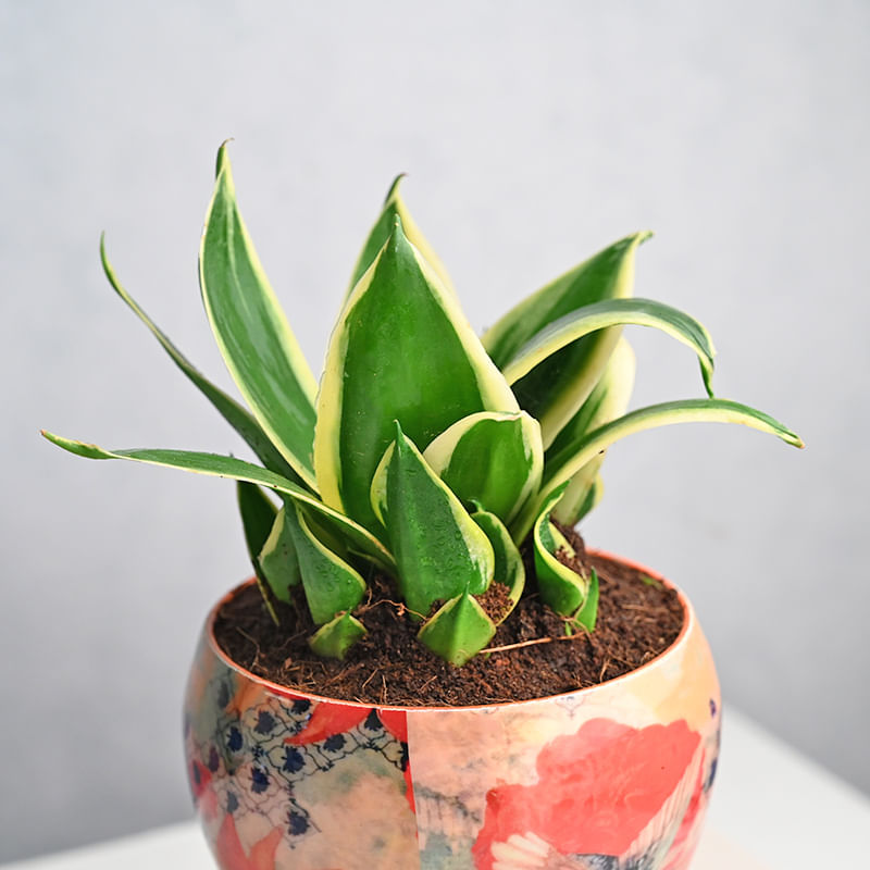 Buy Potted Milt Sansevieria Plant