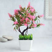 Buy Potted Pink Bonsai Online