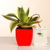 Potted Sansevieria Plant Gift