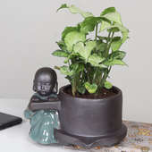 Potted Syngonium Plant Online 
