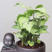 Buy Potted Syngonium Plant Online 