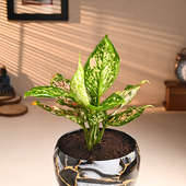 Elegant Pink Aglaonema Chic Metal Pot