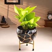 Golden Money Plant In Feather Print Metal Pot