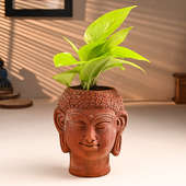 Golden Money Plant In Terracotta Pot