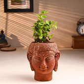 Jade Plant In Buddha Terracotta Pot